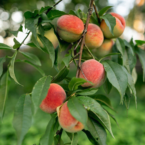 Redhaven Peach - Semi-Dwarf - 5 Gallon - #26217