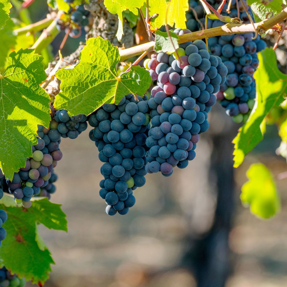 Concord Seedless Grape Vine - 5 Gallon - #