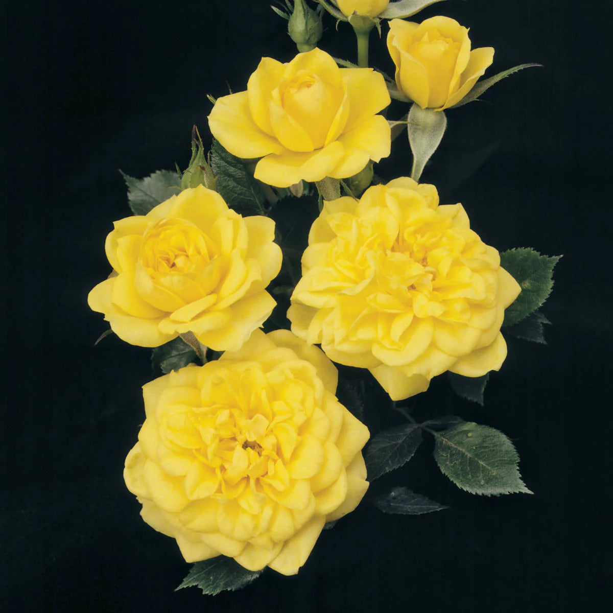 Rose Tree Lemon Drop - 18" - 5 Gallon - #32579