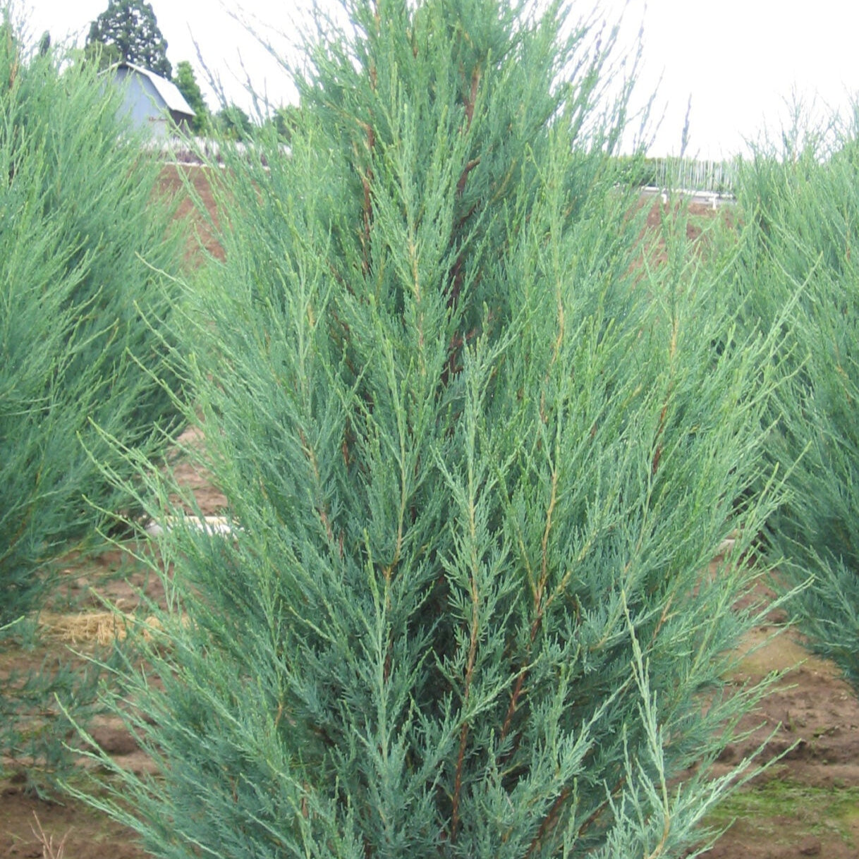 Juniper 'Skyrocket' - 5 Gallon - #24178