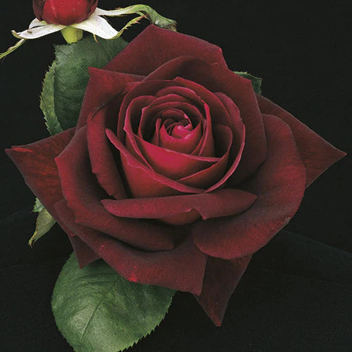 Rose Ink Spots - Hybrid Tea - TNP - #32622