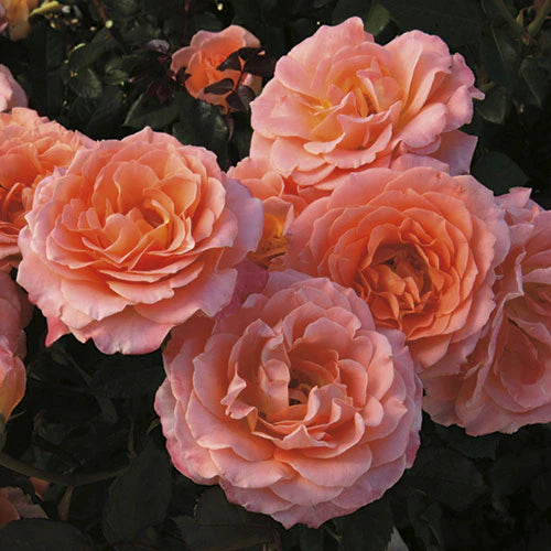 Rose Jump For Joy - Floribunda - TNP - #25694