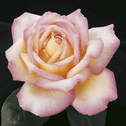 Rose Peace - Hybrid Tea TNP - Tops N' Pots - #25011
