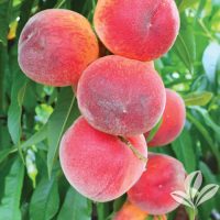 Peach 'Red Globe' - 5 Gallon - #20725