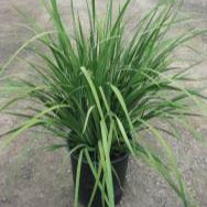 Yellow Fortnight Lily - 5 Gallon - #295