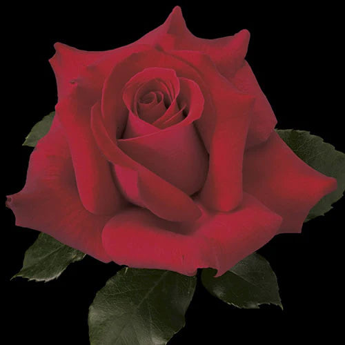 Rose Let Freedom Ring - Hybrid Tea - TNP - #27798