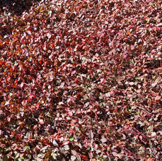 Wintercreeper 'Purple' - 5 Gallon - #20709