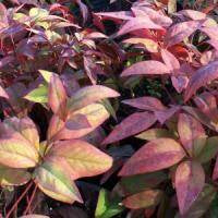 Heavenly Bamboo 'Firepower' - 5 Gallon - #19136