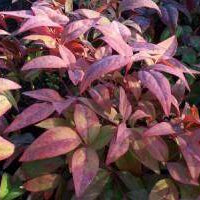 Firepower Heavenly Bamboo - 1 Gallon - #5660
