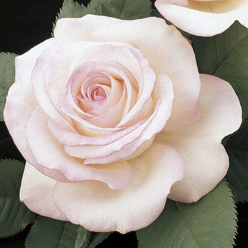 Rose Moonstone - Hybrid Tea - TNP - #27824