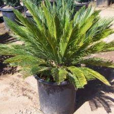 Palm 'Sago' - 2 Gallon - #1396