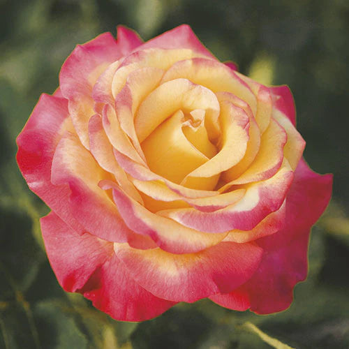 Rose Dream Come True - Grandiflora - TNP - #27455