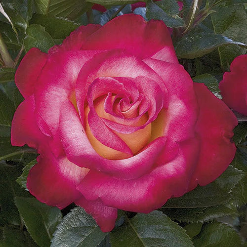 Rose Dick Clark - Grandiflora - TNP - #27472