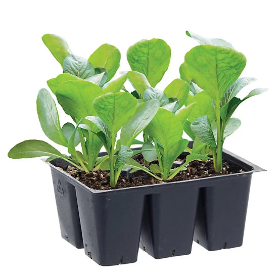 Bonnie 6-Pack Vegetables - #198