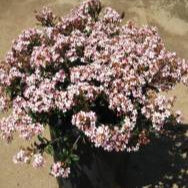Pink Dancer Indian Hawthorn - 5 Gallon - #408