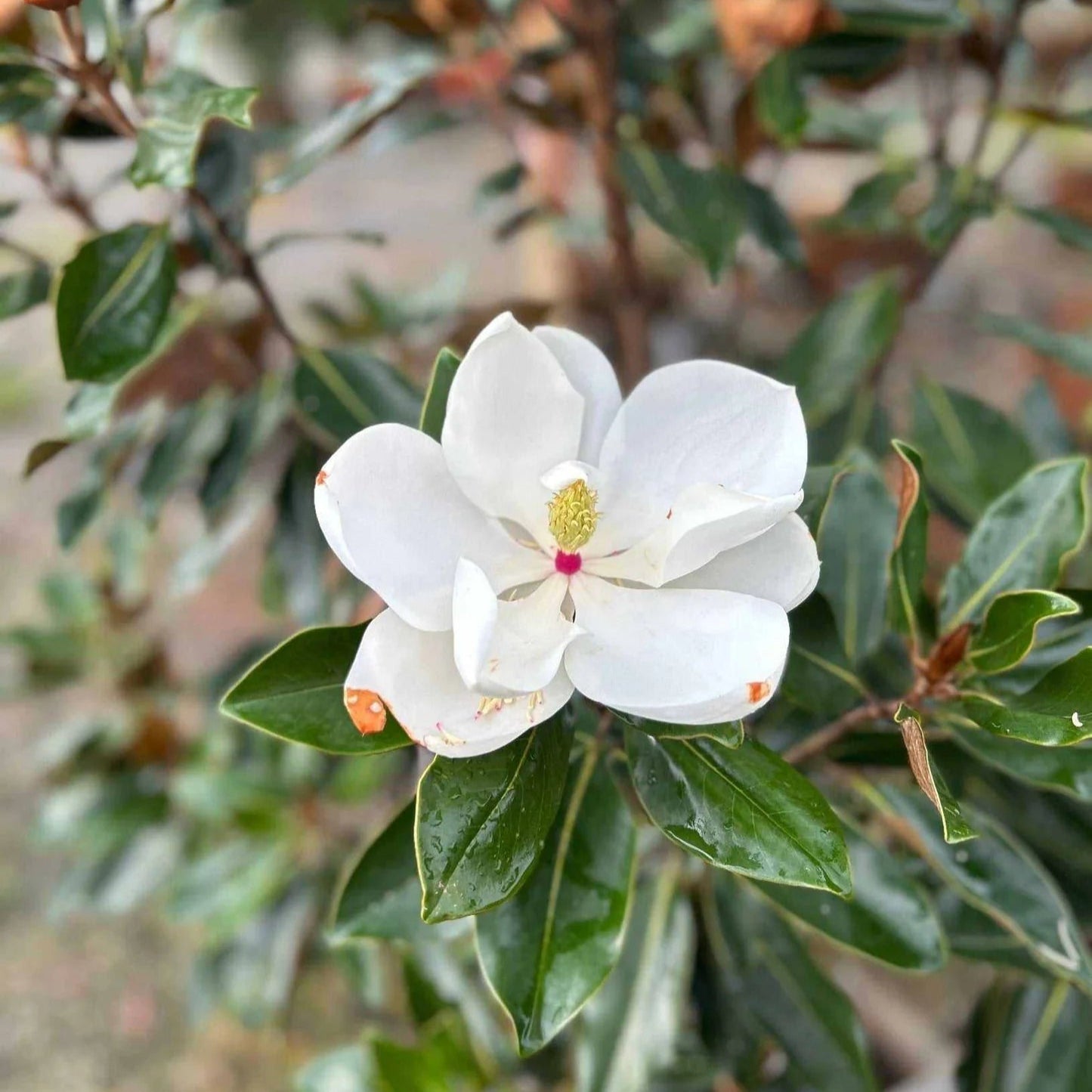 Magnolia 'Little Gem' - 5 Gallon - #5584