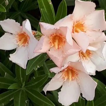 Oleander 'Petite Salmon' - 5 Gallon - Item #3609