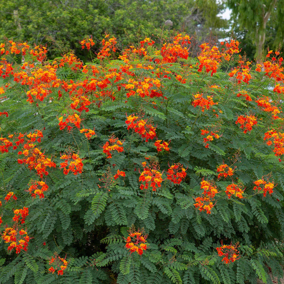 Orange Bird of Paradise - 5 Gallon - #31932