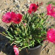 Red Spike Ice Plant - 1 Gallon - #32758