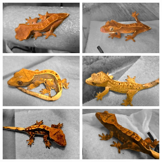 Crested Gecko - #26517