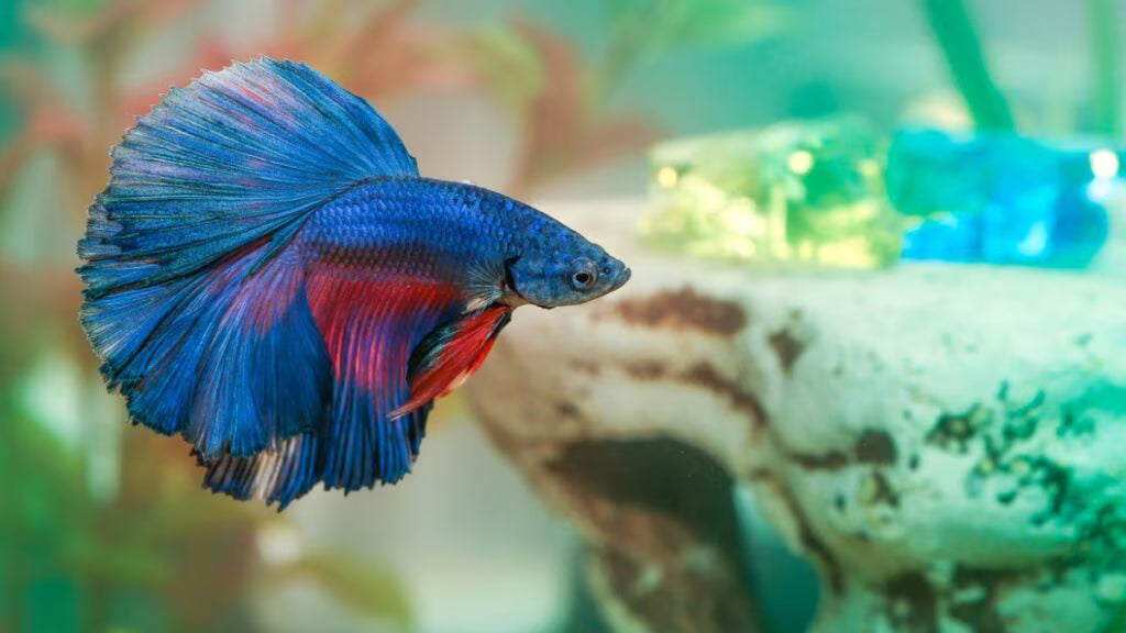 Betta Normal - Veiltail - Male - #29243