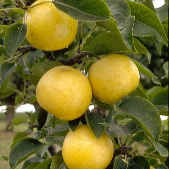 Pear 'Asian 20th Century' - Grow Bag - #31698