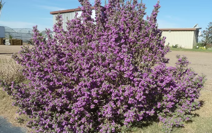 Green Cloud Texas Ranger Sage - 5 Gallon - #1327