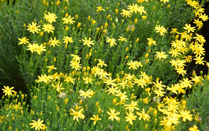 Damianita Daisy - 1 Gallon - #537