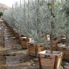 True Mulga Acacia - 24" Box