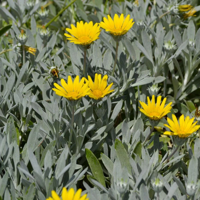 Gazania 'Yellow Grey Leaf' - 1 Gallon - #19289