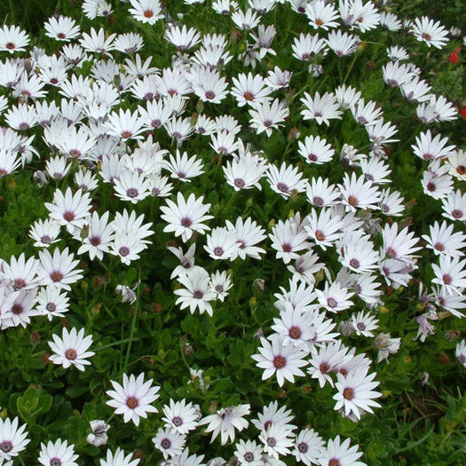 Daisy 'African Trailing' - 1 Gallon - #671