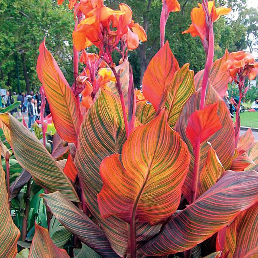Tropicana Canna Lily - 5 Gallon - #32760
