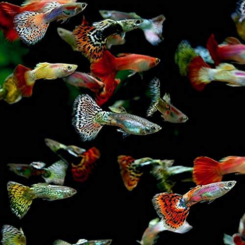 Assorted Fancy Guppy - #26916