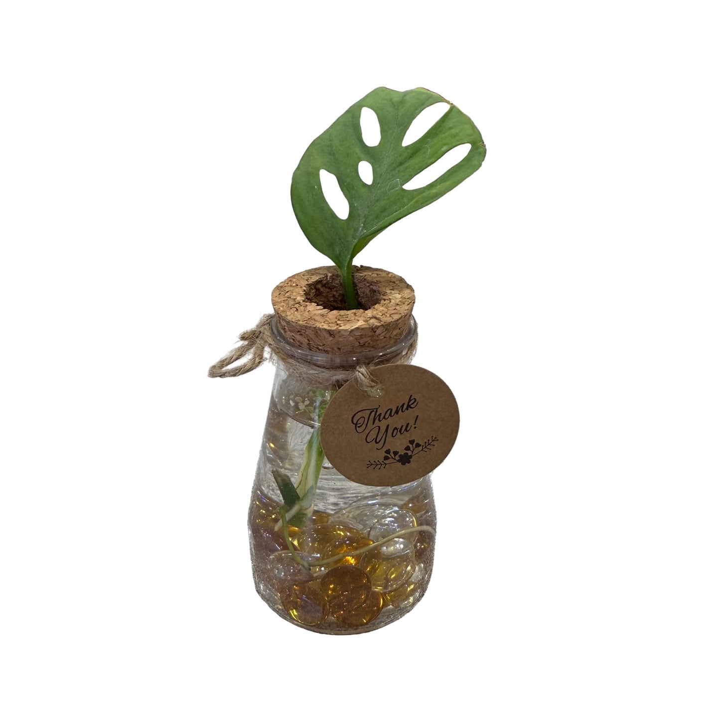 Plant in a Plastic Jar - 3.5" Tall - Small - #32439