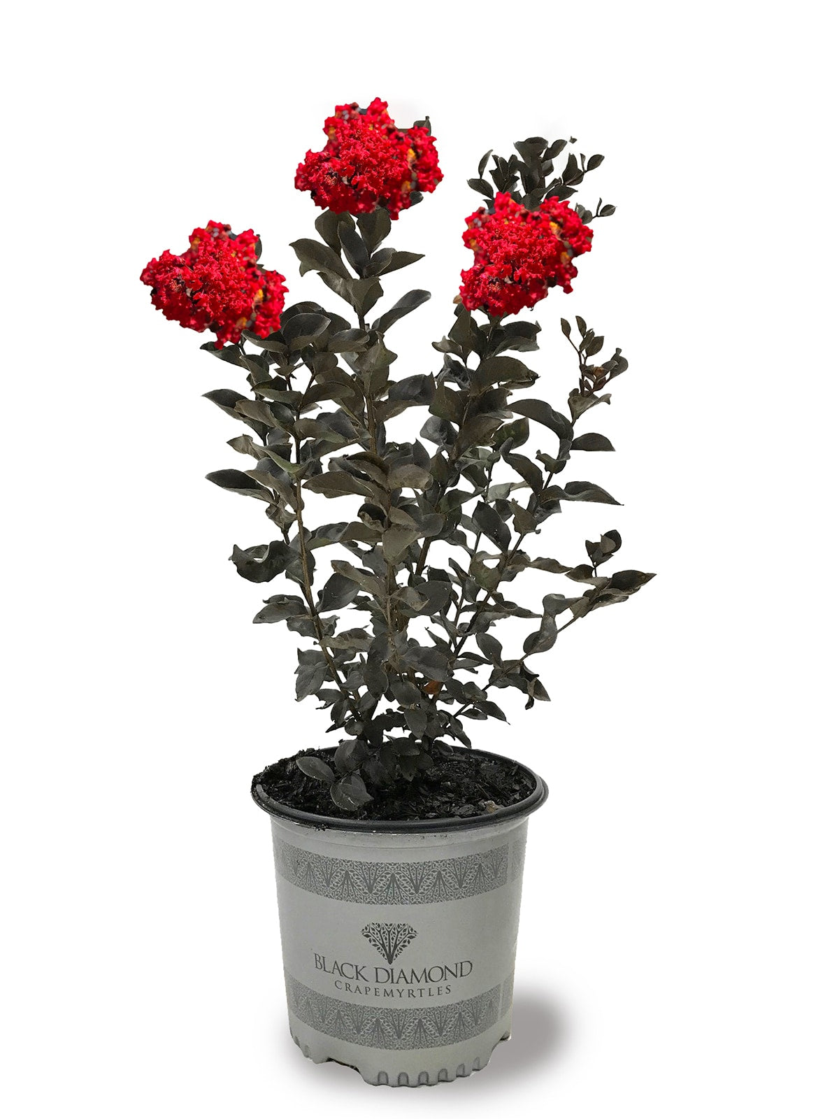 Plant Rental - 2, 3, & 5 Gallon - #4164