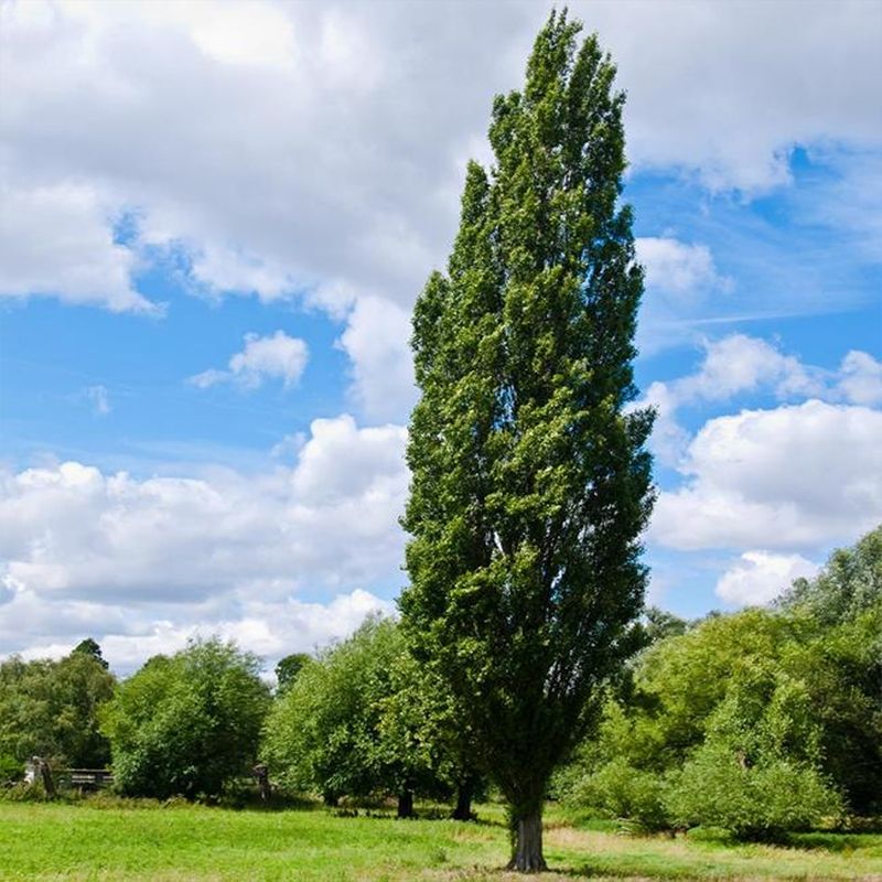 Lombardy Poplar - Grow Bag - #31722