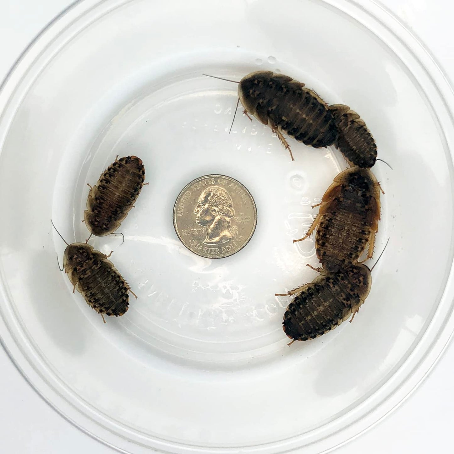 Roaches Dubia Large - 1" - Approx. 20 - #26722