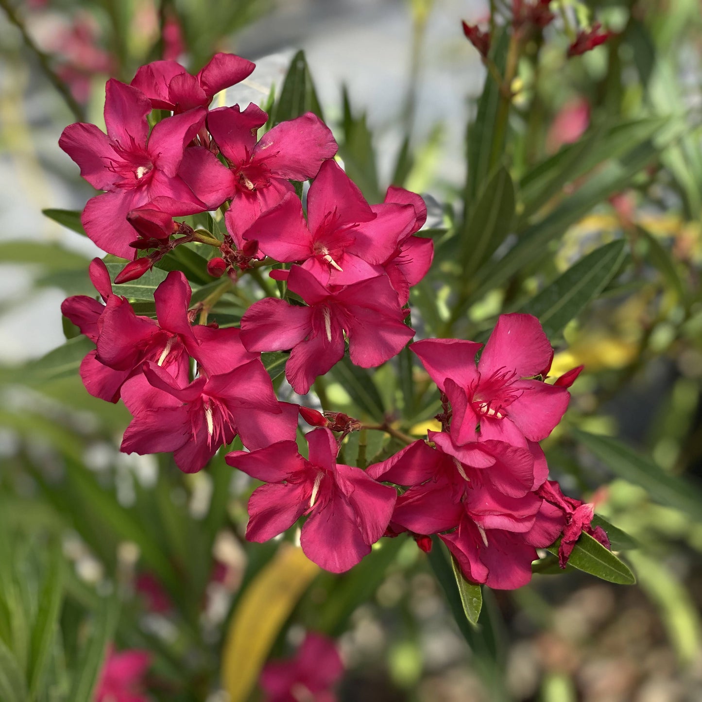 Oleander 'Pink' - 5 Gallon - #405