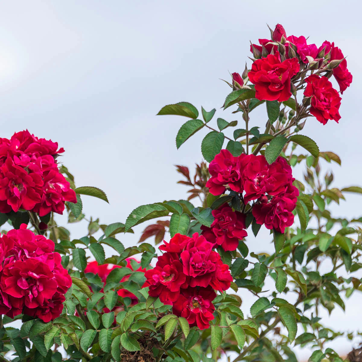 Rose Don Juan - Climber - TNP - #25019