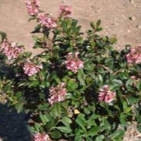 Escallonia 'Pink Princess' - 1 Gallon - #3593