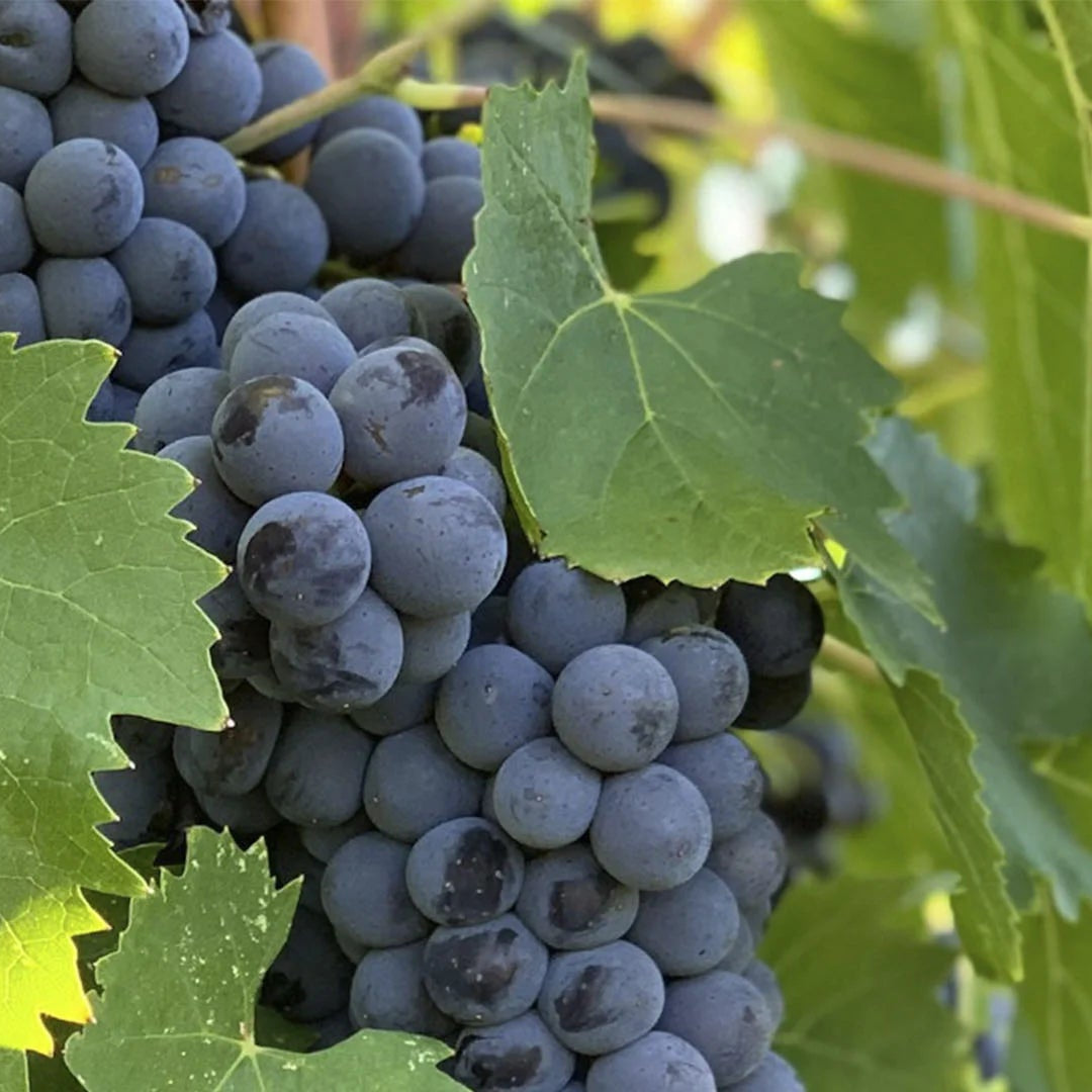 Grape 'Merlot' - 5 Gallon - #29750