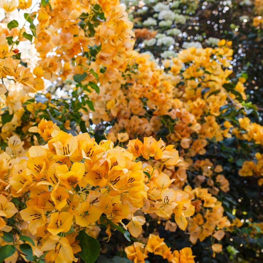 Bougainvillea 'California Gold' - 1 Gallon - #20350