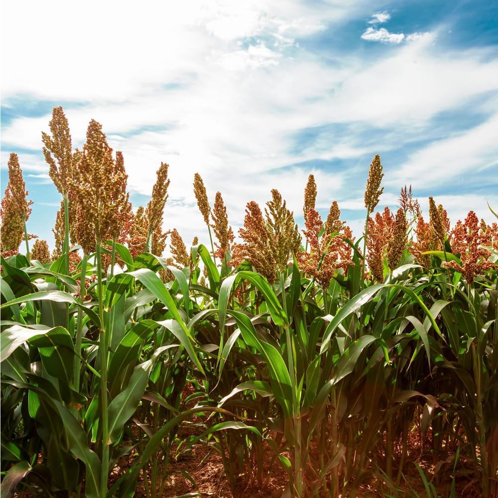 Sugar Cane Seeds Non-GMO Heirloom - Approx. 150 Seeds