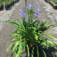 Blue Lily of the Nile - 1 Gallon - #24553
