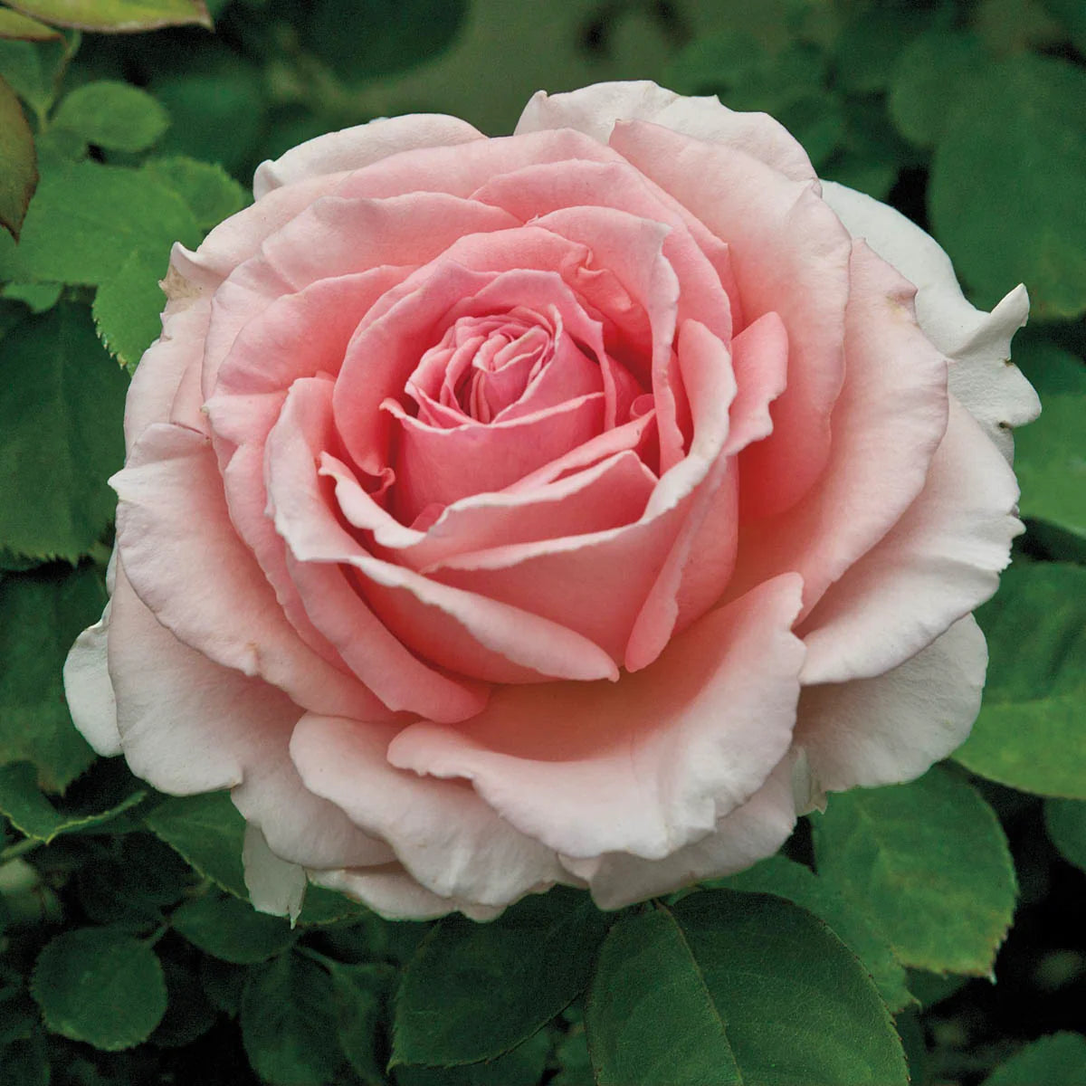 Rose Pearly Gates - Climber - TNP - #27431