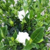 Everblooming Gardenia - 5 Gallon - #19083