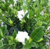 Everblooming Gardenia - 1 Gallon - #32258