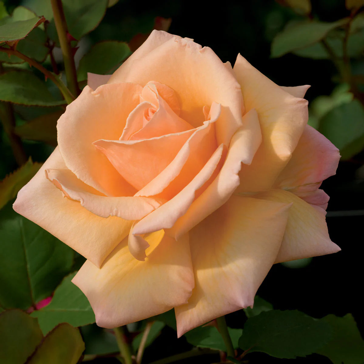 Rose Tree Over the Moon - 36" - 7 Gallon - #32601