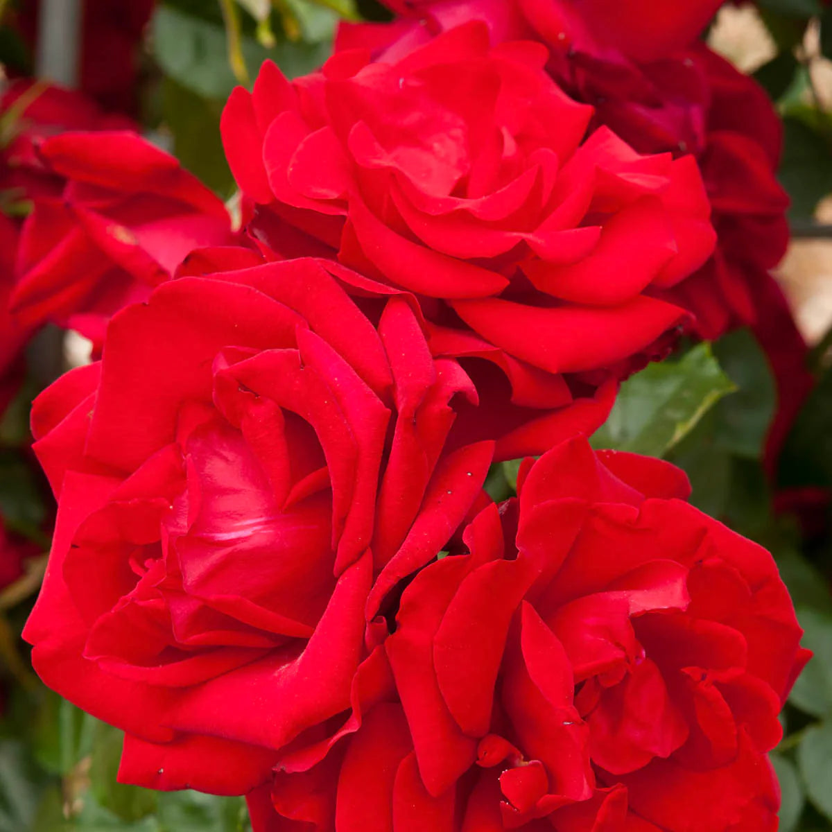 Rose Dublin Bay - Climber - TNP - #27796