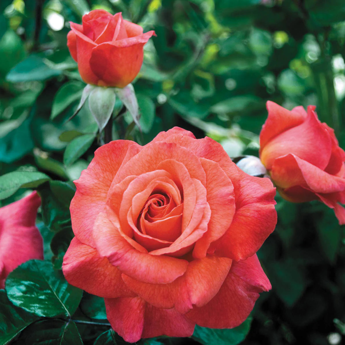 Rose Sedona - Hybrid Tea - TNP - #27456